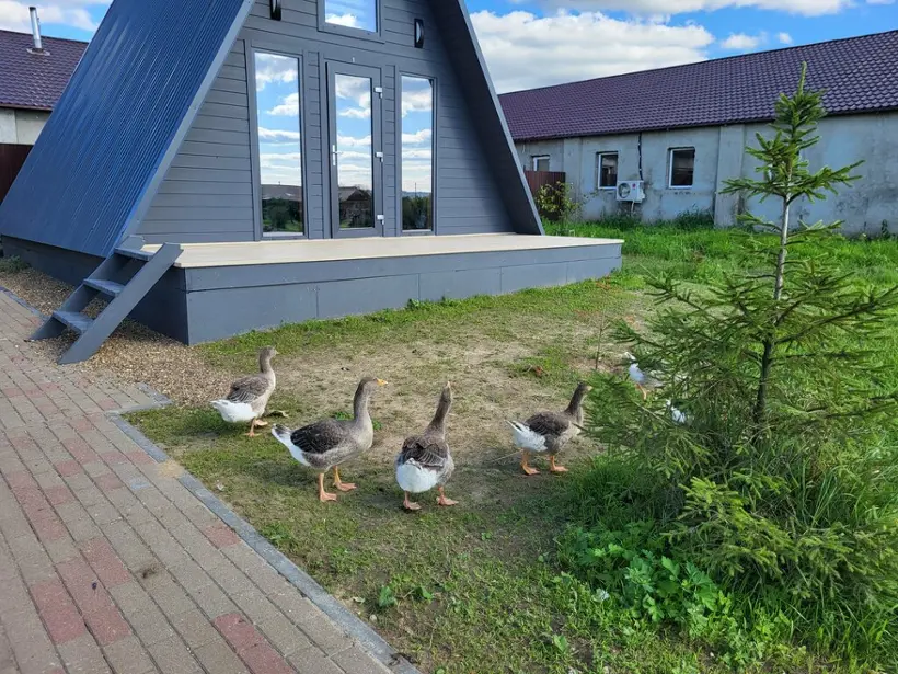 Загородный отель «ЭкоДеревушка» ИП Глава К (Ф) Х Балаев С.В.
