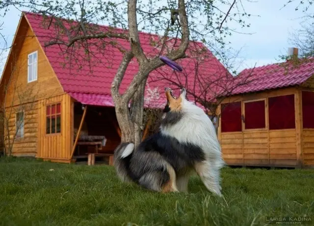 эко усадьба жар птица